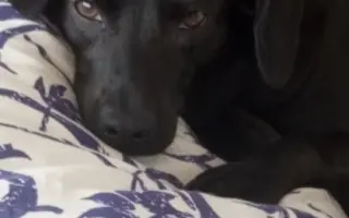 Sárinka bojuje o život se zákeřnou nemocí, prosím o pomoc🙏🐶❤️