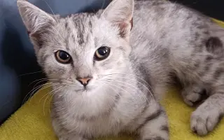 Zraněné koťátko Máša - pomozte nám prosím s úhradou operace