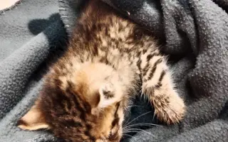 ZACHRAŇME KOŤÁTKA PŘED ZIMOU!