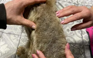 Voříškov prosí o pomoc pro psí útulkáče, poničku Babuňu, kočky a další zvířátka