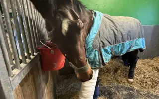 Pomozme Kokosovi znovu běhat