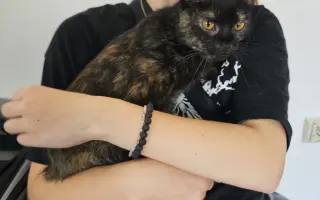 Kočička Eli a její boj s FeLV - pomozme ji k úlevě