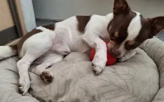 Bezbolestný pohyb pro Bobbyho