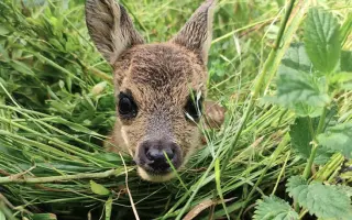 Zachraňme kokořínská srnčata