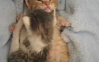 Staňte se nadějí pro kočičky bez domova