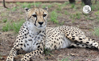 Záchrana gepardů před vyhynutím