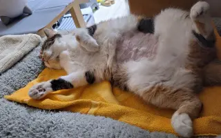 9 nalezených Lásek