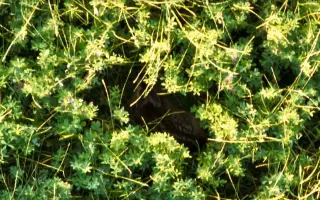 Zachraňme kokořínská srnčata