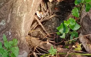 ZACHRAŇME KOŤÁTKA PŘED ZIMOU!