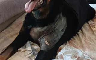 Mladou fenku srazil vlak, pomožme jí k pohybu rehabilitací.