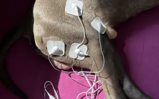 Dobbyho invalidní vozíček a rehabilitace