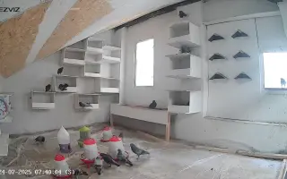 Provoz půdního holubníku na Žižkově