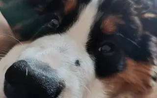 Pomoc pro Dorotku – malé štěňátko bojující o život Pomoc pro Dorotku – malé štěňátko bojující o život