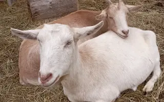 NAKRM ZVÍŘE V NOUZI