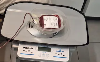 Pomohli jste zachránit Leylu
