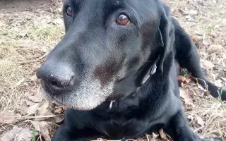 Prosím, pomozte Joshuovi bojovat s cukrovkou.