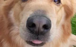 Pomoc pro našeho pejska Bobbyho, který bojuje s epilepsií