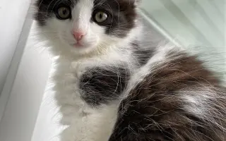 Šance na život pro Ouška a další kočičky z našeho depozita