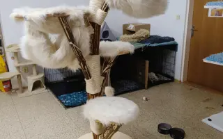 Kočičí stromy pro depozit Kočka pro Tebe