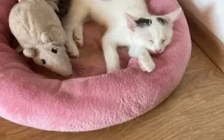 Pomoc pro kočky a koťátka Kočky u Katky