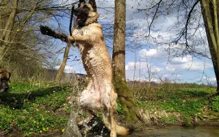 Prosím pomozte zachránit Ziwikovi život