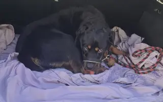 Pomozte Valkýře znovu chodit a hrát si