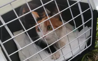 ZACHRAŇME KOŤÁTKA PŘED ZIMOU!