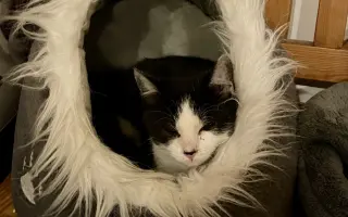 Pomozte❤️ Srdce pro zvířata - naděje pro opuštěné