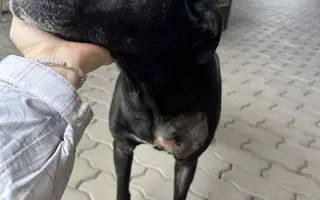 Pomoc pro Leilu po operaci nádoru