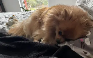 Pomoc pro Chipa, aby mohl opět vesele běhat