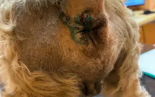 Badyho v dočasné péči čeká operace: Pomozme mu ji zvládnout 🐕