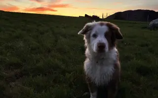 Pomozte našemu Thorinovi dostat šanci na život bez bolesti