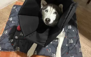 Pomozme Mie znovu na nohy 🐺 ❤️