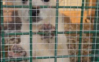Veterinární péče pro psy v útulku - podzim 2026
