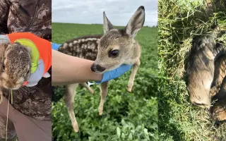 Dron pro záchranu srnčat – každý život se počítá 🍀