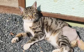 Pro kocourka Maxíka po operaci