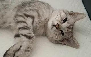 Zraněné koťátko Máša - pomozte nám prosím s úhradou operace