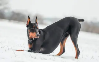 Pomozte Nubimu opět běhat