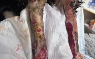 Šance na život pro Ouška a další kočičky z našeho depozita