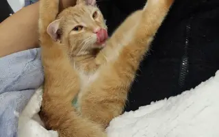 Míša s Honzou prosí za Ignáce, kocourka bojujícího s nepřízní osudu