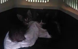 ZACHRAŇME KOŤÁTKA PŘED ZIMOU!