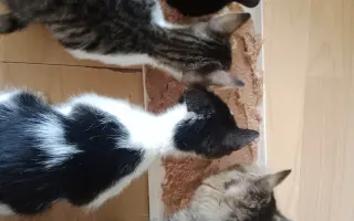 Pomoc pro 8 statečných 😺