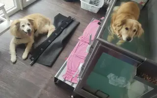 FOXY čekal 10 let na domov. Konečně ho našel. Teď bojuje o život.
