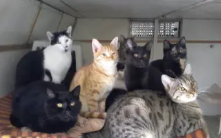 Domeček plný naděje pro opuštěné kočky