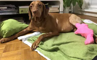 Ať může Hany zase běhat