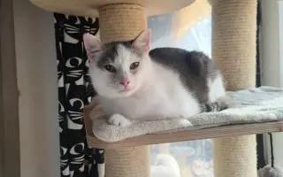 Pomohli jste uhradit veterinární péči pro kočičky z Kočičího štěstí, z.s.