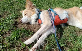 Pomohli jste Shelbynce znovu běhat bez bolesti