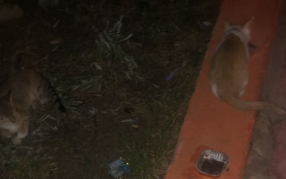Opuštěné kočky a koťata v Tunisku