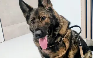 Pomoc Furině v boji s lupusem (SLE)