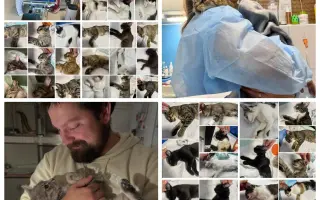 Kryšpín kastruje v jihomoravském Tibetu